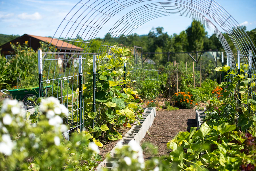 Green plants growing in a vegetable garden