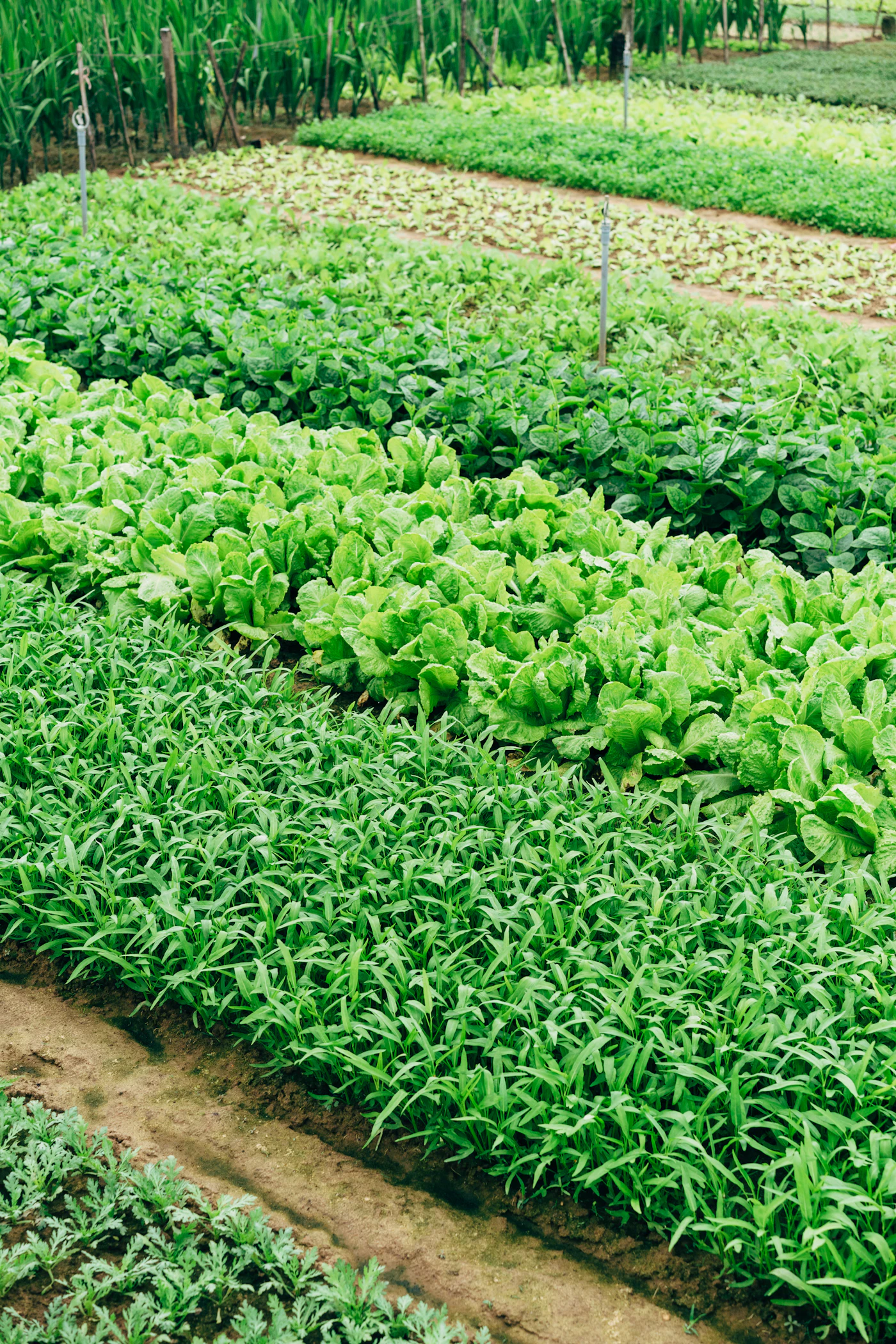 Fresh vegetables growing in a garden